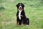 Berner Sennen pups te koop, 15 weken tot 1 jaar, Sennenhond, Buitenland, CDV (hondenziekte)