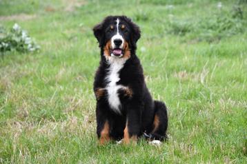 Berner Sennen pups te koop beschikbaar voor biedingen