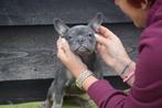 Franse bulldog pups verschillende kleuren, Dieren en Toebehoren, 8 tot 15 weken, Buitenland, CDV (hondenziekte), Bulldog