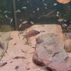 70 tal jongen van Koppel Princes of Burundi., Dieren en Toebehoren