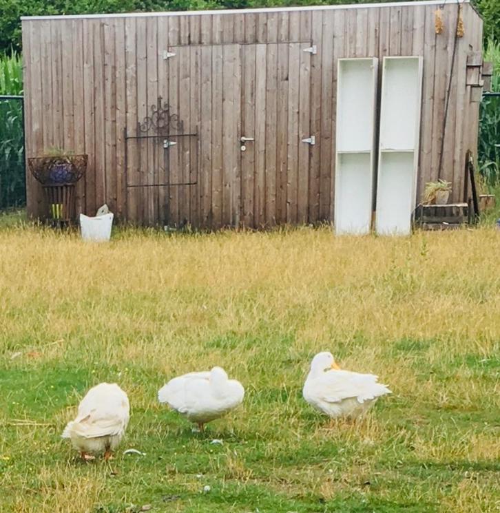 5 mooie witte eenden te koop, Dieren en Toebehoren, Pluimvee, Eend, Meerdere dieren