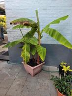 Bananenplanten 1,80 m., Tuin en Terras, Ophalen of Verzenden
