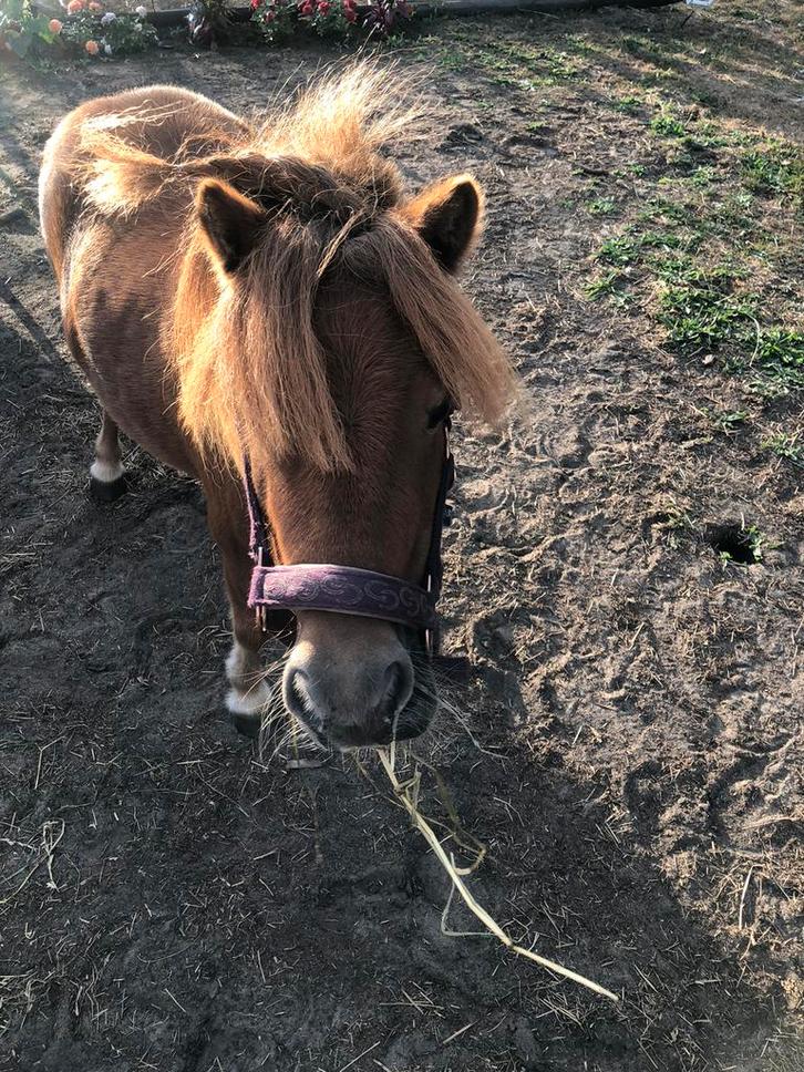 Goed tehuis gezocht voor Shetlander ruintje, Dieren en Toebehoren, Pony's, Ruin, Zadelmak, A pony (tot 1.17m), Recreatiepony, 3 tot 6 jaar