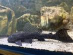 pleco, Dieren en Toebehoren, Vissen | Aquariumvissen, Vis, Zoetwatervis