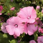 Zaden Groot Kaasjeskruid, Ophalen of Verzenden, Zaad