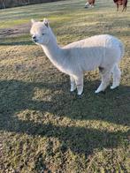 Alpaca hengst, Dieren en Toebehoren, Overige Dieren