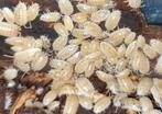 Porcellio Laevis "White", Dieren en Toebehoren, Insecten en Spinnen, Overige soorten