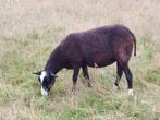 Zwartblauwe schapen, Dieren en Toebehoren