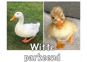 Verse Broed eieren van de witte Eend - Broedeieren beschikbaar voor biedingen