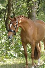 Super brave knappe NWR ruin van 1.47m, B, Gechipt, Ruin, Dressuurpony