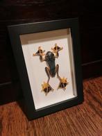 Opgezette boomkikker in kader, Enlèvement, Neuf