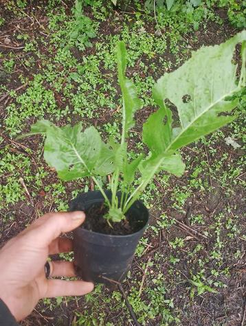Wortel van het vuur "peperwortel", Tuin en Terras, Planten | Tuinplanten, Ophalen of Verzenden