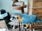 Handtamme geekblauwe ara, Dieren en Toebehoren