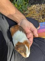 Cavia's, Dieren en Toebehoren, Knaagdieren, Augustus, Meerdere dieren, Cavia