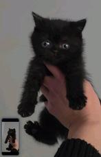 Brits korthaar, Dieren en Toebehoren, Poes, Gechipt