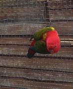 Geelmantel lori, Dieren en Toebehoren, Vogels | Parkieten en Papegaaien, Geringd
