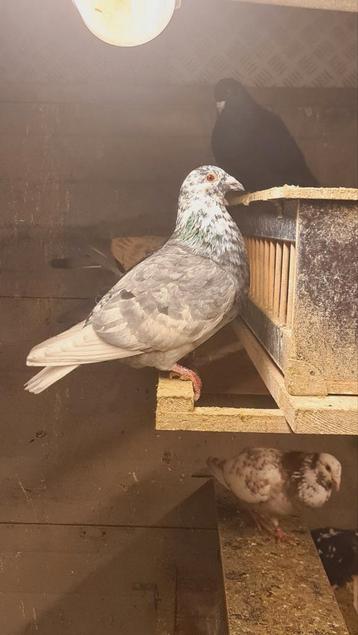 Kleurpostduiven beschikbaar voor biedingen