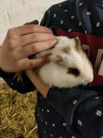 cavia, Dieren en Toebehoren, Knaagdieren, Cavia, Meerdere dieren, Tam, Oktober