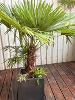 Chinese waaierpalm - Trachycarpus Fortunei 150cm, Tuin en Terras, Ophalen, Overige soorten, Struik, 100 tot 250 cm