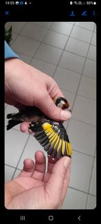 Kleine distelvenk 2025 ..2.5, Dieren en Toebehoren, Vogels | Parkieten en Papegaaien