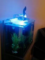 Aquarium, Enlèvement, Utilisé