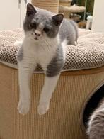 Brits korthaar, Dieren en Toebehoren, Katten en Kittens | Raskatten | Korthaar