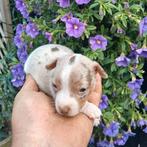 Jack Russell pupjes zoeken een warme thuis, Dieren en Toebehoren, België, Jack Russell Terriër, CDV (hondenziekte), 8 tot 15 weken