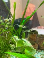 guppies, Vis, Zoetwatervis
