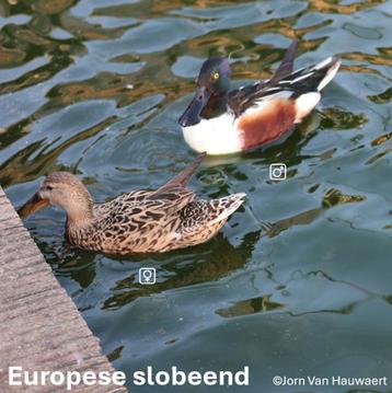 Europese slobeenden 2025 beschikbaar voor biedingen
