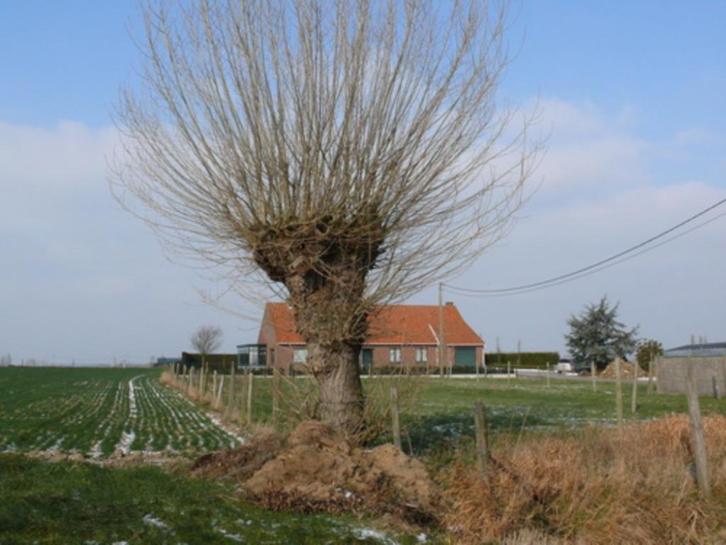 Gezocht: gratis knot takken, Tuin en Terras, Brandhout, Takken, Ophalen