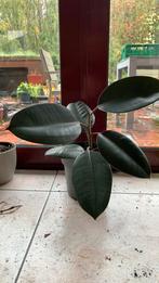 Ficus elastica of rubberplant, Ophalen, Ficus