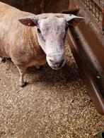 Mooie swifter dekram, Dieren en Toebehoren, Schapen, Geiten en Varkens, Schaap