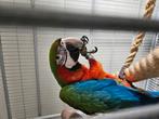 Harlekijn Ara, Dieren en Toebehoren, Mannelijk, Pratend