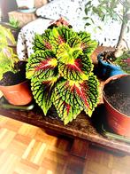 Coleus Ruby road, Ophalen of Verzenden