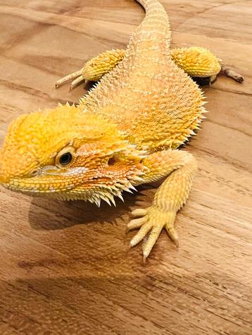 Hypo Orange Blue B. Het WitblitsxHypo dubbel het zero trans beschikbaar voor biedingen