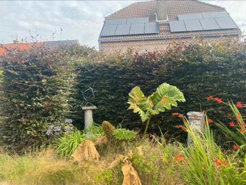 Gratis Heg! beschikbaar voor biedingen