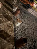 Antieke, Enlèvement ou Envoi