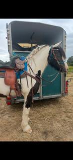 Prachtige drachtige barock pinto merrie, Dieren en Toebehoren, Paarden, Merrie, Zadelmak