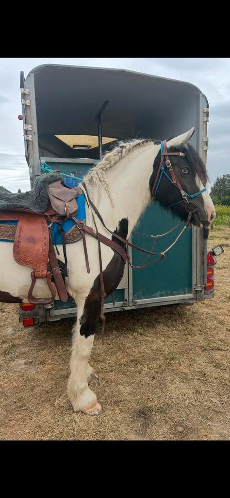 Prachtige drachtige barock pinto merrie, Dieren en Toebehoren, Paarden, Merrie, Zadelmak