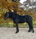 Étalon 8ans, Dieren en Toebehoren, Paarden, 7 tot 10 jaar, Ingeënt, Zadelmak, Hengst