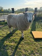 Mooie bok