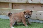 Prachtige Shiba Inu pups (ouders aanwezig), Dieren en Toebehoren, België, Overige rassen, CDV (hondenziekte), 8 tot 15 weken