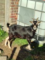 Dwerggeit, Dieren en Toebehoren