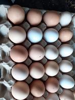 Eieren - vrije uitloop, Dieren en Toebehoren, Pluimvee