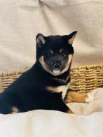 Belgische Shiba-inu pupjes te koop, CDV (hondenziekte), Meerdere, 8 tot 15 weken, Meerdere dieren