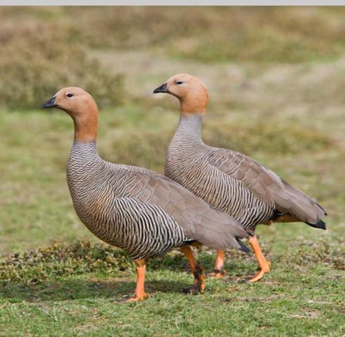 Verschillende soorten sierganzen, Animaux & Accessoires, Volatiles, Oie ou Cygne, Plusieurs animaux