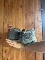 Super tam cochin kriel koppeltje, Dieren en Toebehoren, Pluimvee