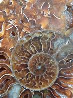 Paire d'ammonites taillées et polies, Enlèvement ou Envoi