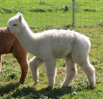 Alpaca veulens 2024 - Merries en hengsten beschikbaar voor biedingen