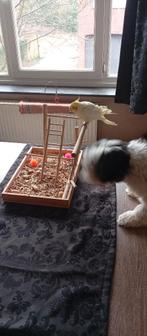 Tamme valkparkiet, Dieren en Toebehoren, Mannelijk, Parkiet, Geringd